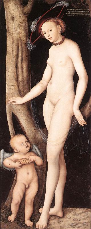CRANACH, Lucas the Elder Venus and Cupid with a Honeycomb dfg oil painting image